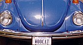 Moocat Beetle